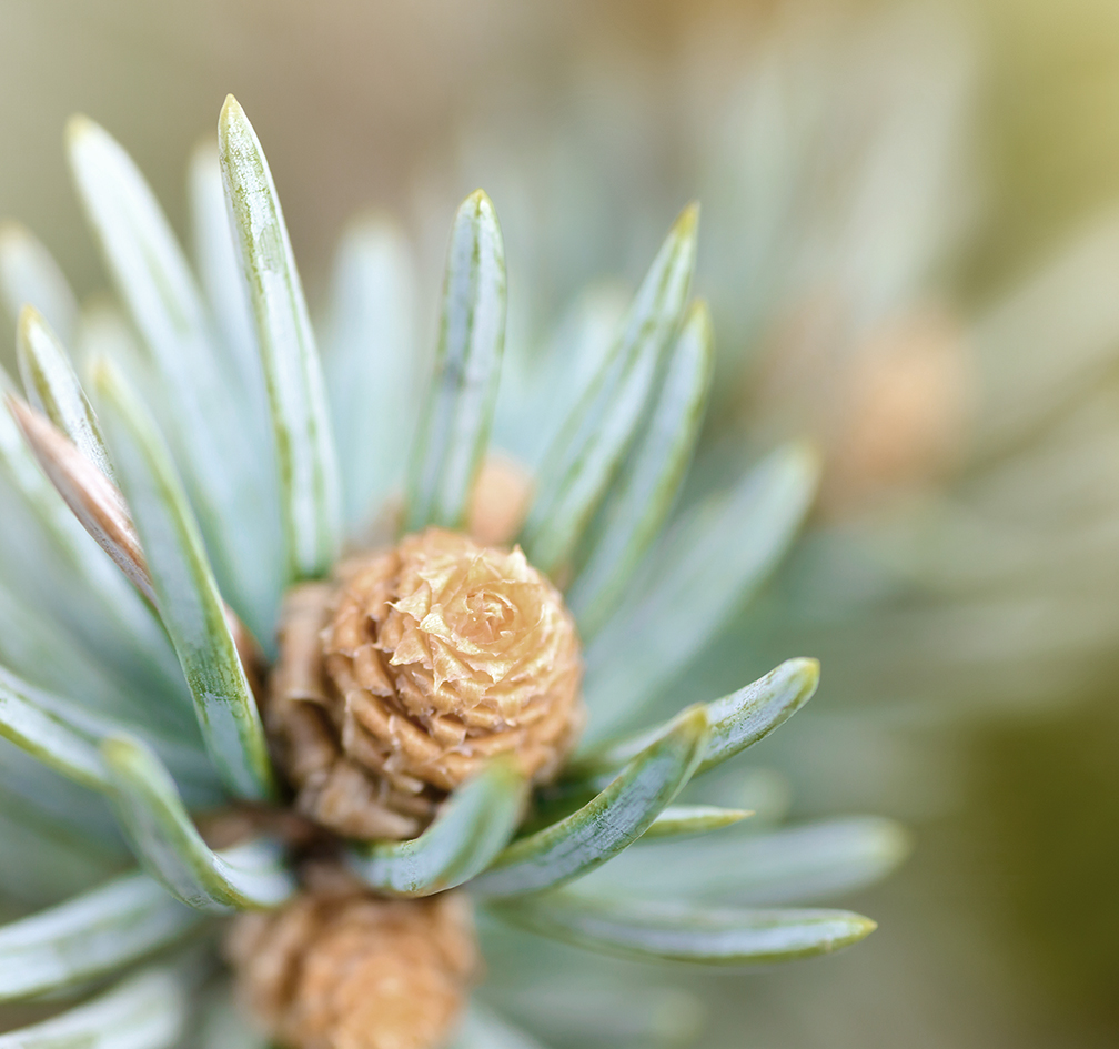 Plants and trees: fresh pine tree sprout, needles and small cones, in a sunlight, close-up shot, natural background